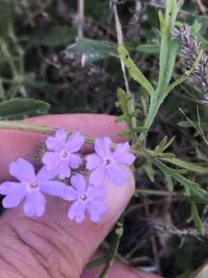 Dakota mock vervain(Glandularia bipinnatifida)