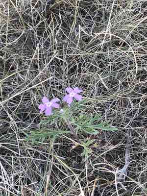 Dakota mock vervain(Glandularia bipinnatifida)