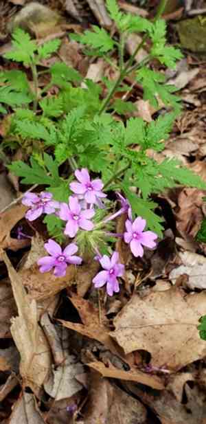 Rose mock vervain(Glandularia canadensis)