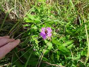 Rose mock vervain(Glandularia canadensis)