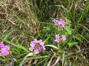 Rose mock vervain(Glandularia canadensis)