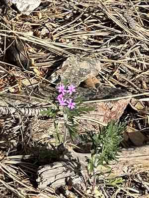 Chiricahua mountain mock vervain(Glandularia chiricahensis)