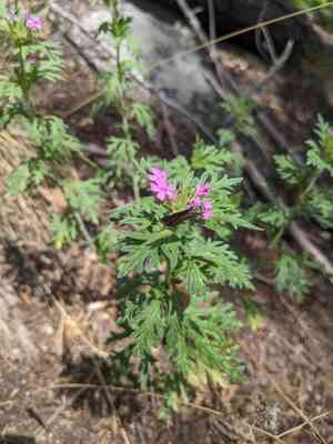 Chiricahua mountain mock vervain(Glandularia chiricahensis)