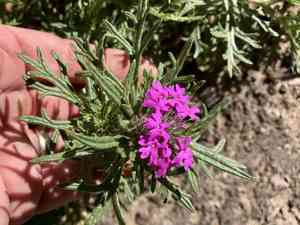 Chiricahua mountain mock vervain(Glandularia chiricahensis)
