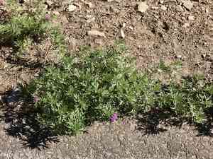 Chiricahua mountain mock vervain(Glandularia chiricahensis)