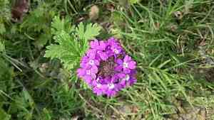 Moradia(Glandularia delticola)