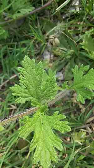 Moradia(Glandularia delticola)