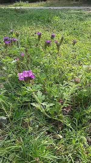 Moradia(Glandularia delticola)