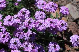 Southwestern mock vervain(Glandularia gooddingii)