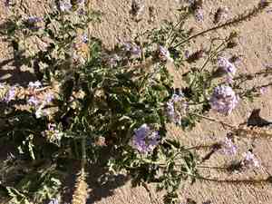 Southwestern mock vervain(Glandularia gooddingii)