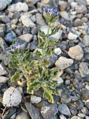 Southwestern mock vervain(Glandularia gooddingii)