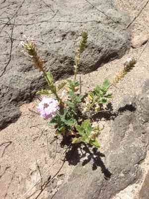 Southwestern mock vervain(Glandularia gooddingii)
