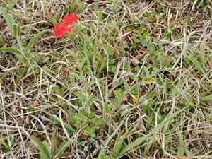 Peruvian mock vervain(Glandularia peruviana)