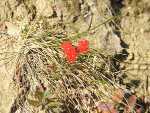 Peruvian mock vervain(Glandularia peruviana)