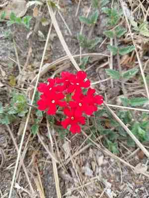 Peruvian mock vervain(Glandularia peruviana)
