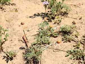 Latin american mock vervain(Glandularia tenera)