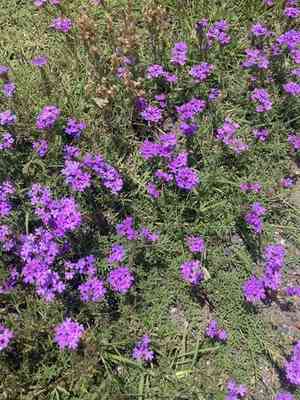 Latin american mock vervain(Glandularia tenera)