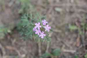Latin american mock vervain(Glandularia tenera)