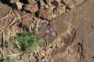 Latin american mock vervain(Glandularia tenera)