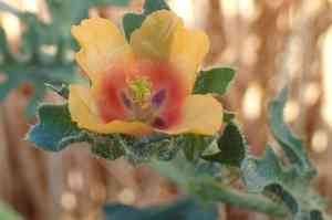 Red horned poppy(Glaucium corniculatum)