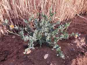 Red horned poppy(Glaucium corniculatum)