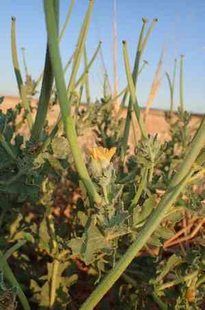 Red horned poppy(Glaucium corniculatum)
