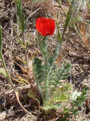 Red horned poppy(Glaucium corniculatum)