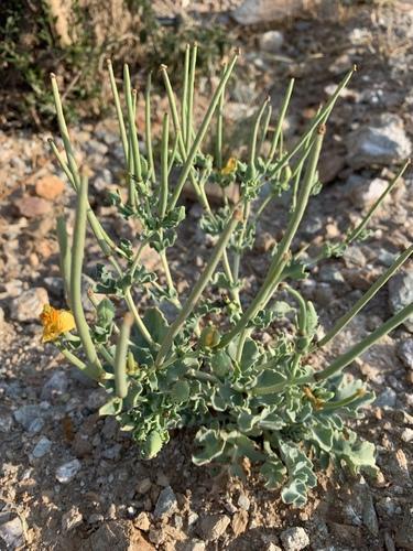 Yellow horned poppy
