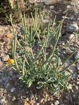 Yellow horned poppy(Glaucium flavum)