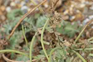 Yellow horned poppy(Glaucium flavum)