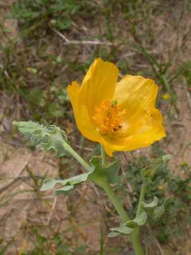 Yellow horned poppy(Glaucium flavum)
