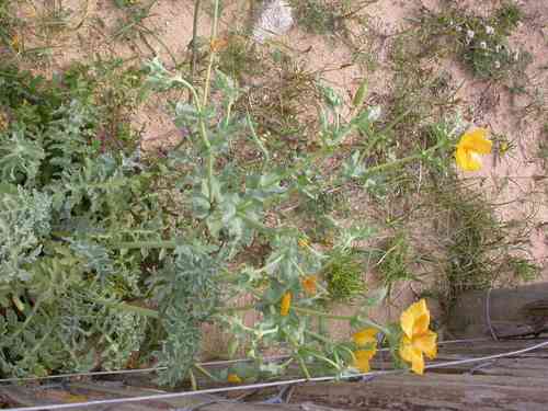 Yellow horned poppy(Glaucium flavum)
