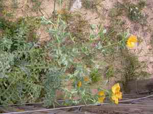 Yellow horned poppy(Glaucium flavum)