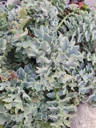 Yellow horned poppy(Glaucium flavum)