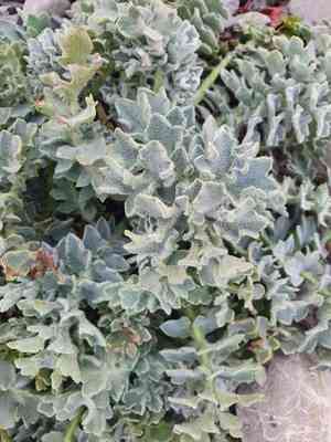 Yellow horned poppy(Glaucium flavum)