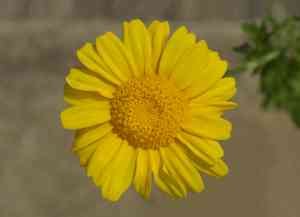 Crown daisy(Glebionis coronaria)