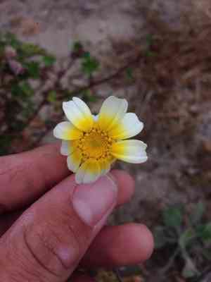 Crown daisy(Glebionis coronaria)