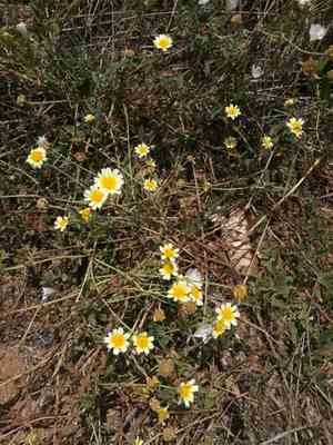 Crown daisy(Glebionis coronaria)