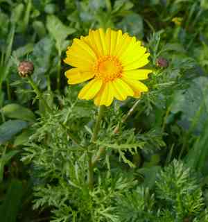 Crown daisy(Glebionis coronaria)