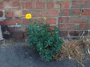 Corn marigold(Glebionis segetum)