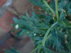 Corn marigold(Glebionis segetum)