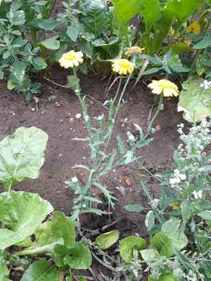Corn marigold(Glebionis segetum)