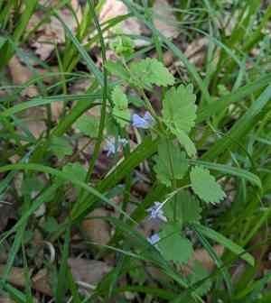 Glechoma longituba(Glechoma longituba)