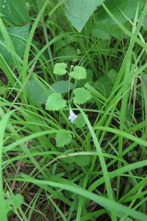 Glechoma longituba(Glechoma longituba)