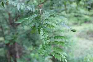 Water locust(Gleditsia aquatica)