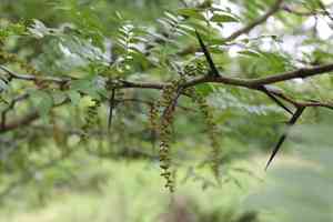 Water locust(Gleditsia aquatica)