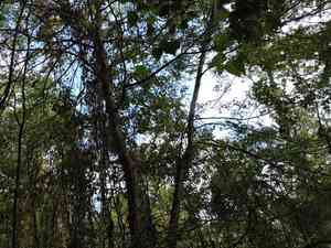 Water locust(Gleditsia aquatica)