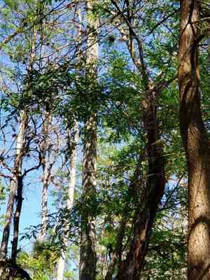 Water locust(Gleditsia aquatica)