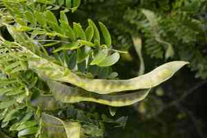 Japanese honey locust(Gleditsia japonica)
