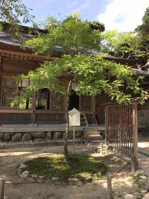 Japanese honey locust(Gleditsia japonica)